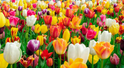 FESTA DI PRIMAVERA IC5